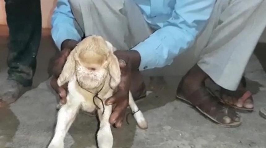 Tek g&ouml;zle doğdu! ''Mucize'' deyip tapmaya başladılar