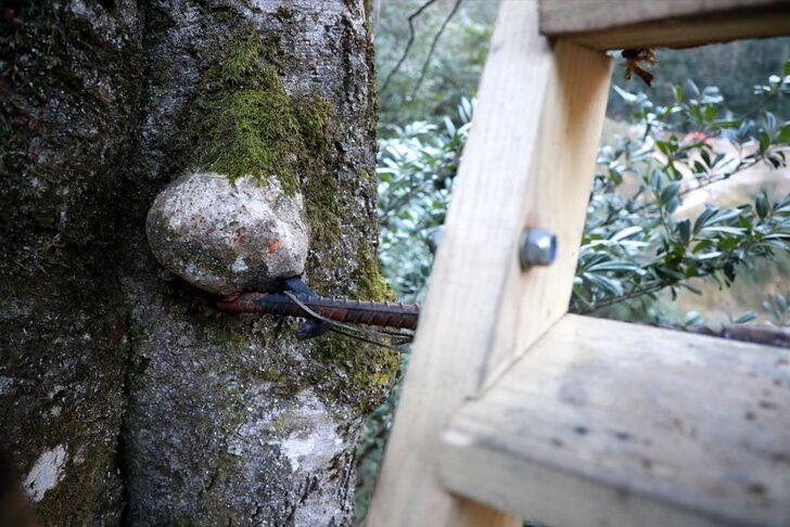 Şehrin gürültüsünden uzaklaşmak için yükseklik korkusuna rağmen ağaca ev yaptı G4