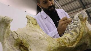 3 yıldır devam ediyor! Bine yakın fosil bulundu