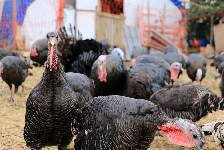Yılbaşının olmazsa olmazı şimdiden yoğun talep görüyor! Kilosu 50 liradan satılıyor G3