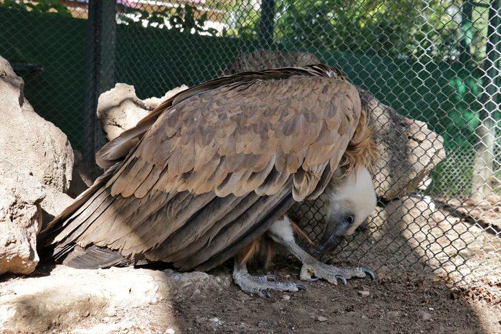 Osmaniye'de bitkin halde bulunan kızıl akbaba tedavi altına alındı G1