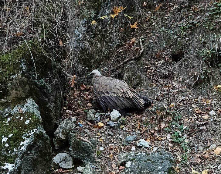 Osmaniye'de bitkin halde bulunan kızıl akbaba tedavi altına alındı G3