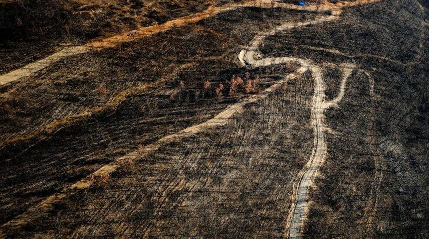 Yaşam zincirinin en &ouml;nemli halkalarından olan mantar ağları tehlikede