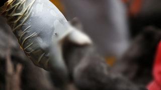 Kahreden kare! Endonezya'daki yanardağ tekrar patladı, ölü sayısı 22'ye yükseldi