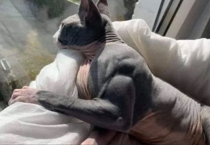 Hiç kaslı kedi gördünüz mü? Sosyal medyanın yeni gözdesi oldu! Kas gelişimi durdurulamıyor