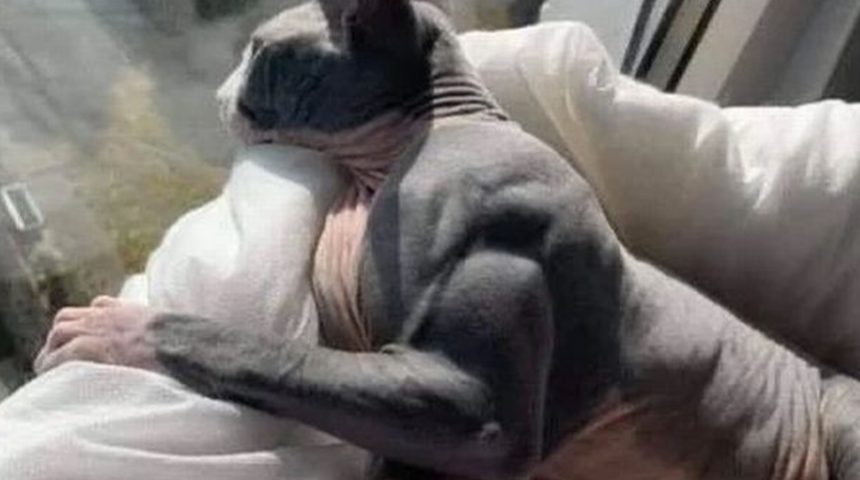 Hiç kaslı kedi gördünüz mü? Sosyal medyanın yeni gözdesi oldu! Kas gelişimi durdurulamıyor