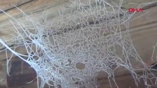 Ardahan'da eksi 15 dereceyi gördüler! Örümcek ağı bile buz tuttu