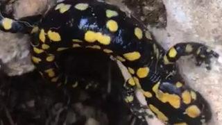 Kırmızı listede yer alıyor! Batman'da görüldü