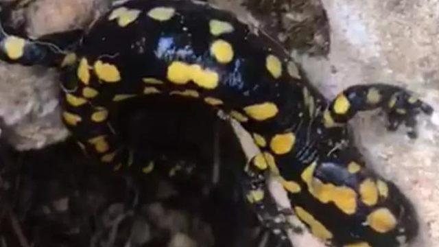 Kırmızı listede yer alıyor! Batman'da görüldü