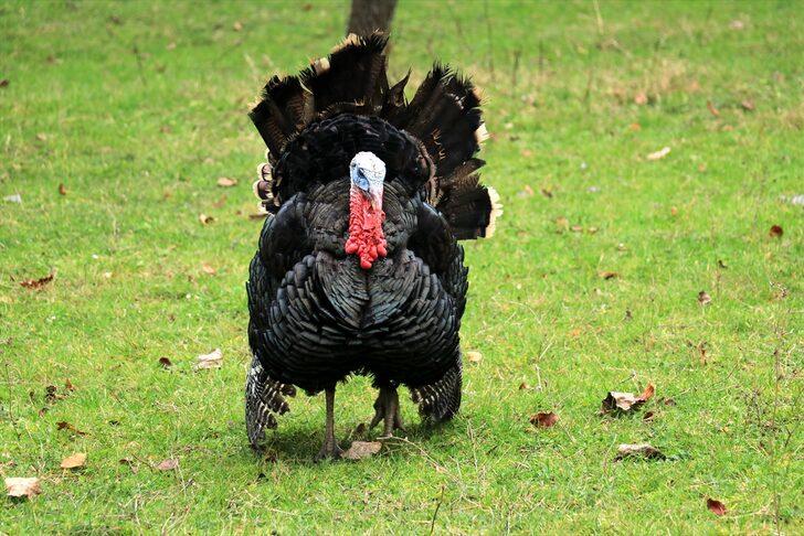 Yılbaşının olmazsa olmazı şimdiden yoğun talep görüyor! Kilosu 50 liradan satılıyor G1