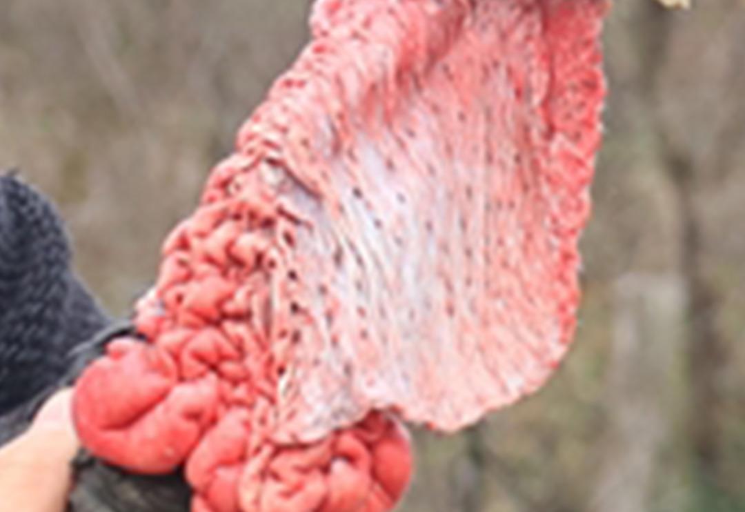 Yılbaşının olmazsa olmazı şimdiden yoğun talep g&ouml;r&uuml;yor! Kilosu 50 liradan satılıyor