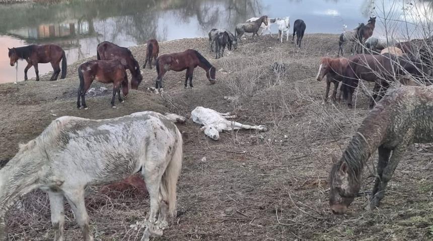 Onlarca atla birlikte yakalandı! Araçtan kasap aletleri çıktı