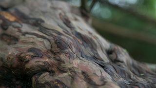 Porsuk ağacı 50 asırdır bu mezarlıkta! Gövdelerden biri 6, diğeri 12 metre