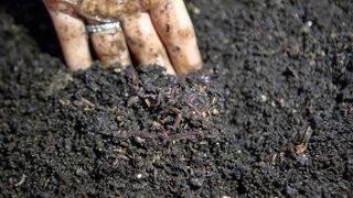 30 yıllık işinden istifa etti, 500 bin solucanla bu işe başladı! Kapasitesi 2 yılda 9 kat arttı