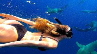 Hamdi Alkan'ın kızı Zeynep Alkan köpek balıklarıyla yüzdü