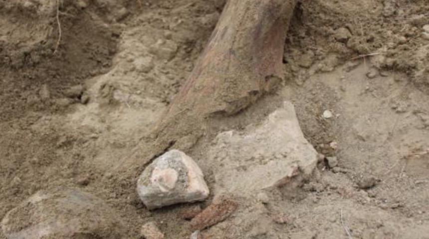 Çin'de 102 bin yıllık dev panda fosili bulundu! Dikkat çeken parmak detayı