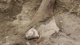 Çin'de 102 bin yıllık dev panda fosili bulundu! Dikkat çeken parmak detayı