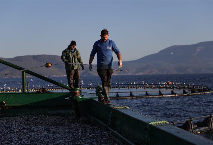 Güney Koreliler Ege orkinosunu sevdi G1