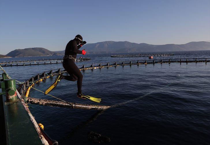 Güney Koreliler Ege orkinosunu sevdi G2