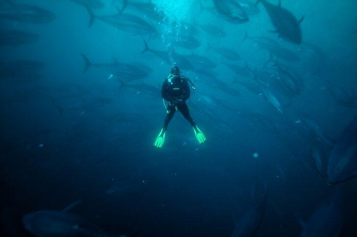 Güney Koreliler Ege orkinosunu sevdi G4