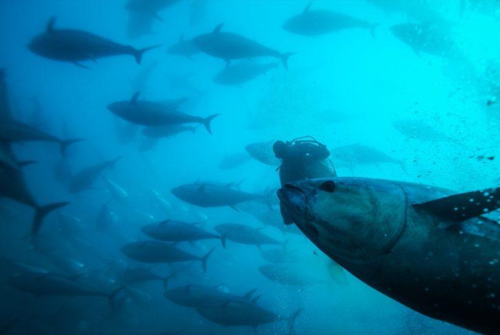 Güney Koreliler Ege orkinosunu sevdi G5