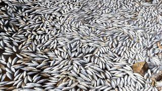 Bolu'daki Sünnet Gölü'nde balık ölümlerine inceleme başlatıldı