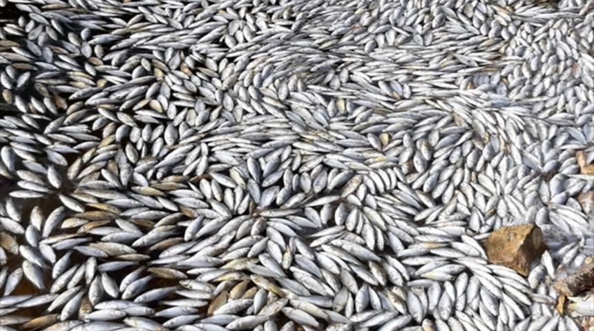 Bolu'daki Sünnet Gölü'nde balık ölümlerine inceleme başlatıldı