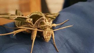 Alanya'da yakalandı, hemen koruma altına alındı! En hızlı kanat çırpan kelebek