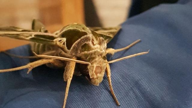 Alanya'da yakalandı, hemen koruma altına alındı! En hızlı kanat çırpan kelebek