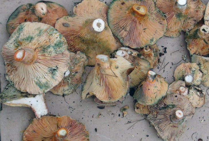 Fiyatını öğrenen ormana koştu! Poşet poşet topluyorlar G3