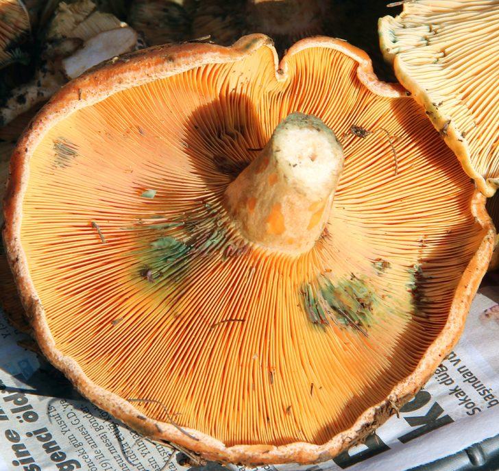 Fiyatını öğrenen ormana koştu! Poşet poşet topluyorlar G4