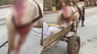 Yaralı ata eziyet isyan ettirdi: Bu kadar vicdansız olmayın