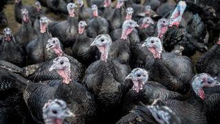 Hindi fiyatları ne kadar? 2022 Hindi fiyat listesi!