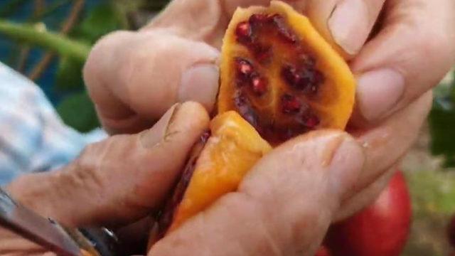 ''Dünyada elit insanlar yiyor'' deyip bahçesine ekti: Rize'de çok güzel yetişiyor