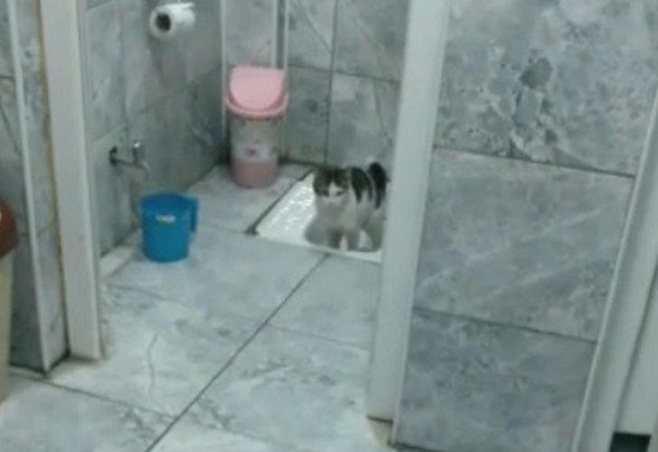 Şaşkına çeviren görüntü! Kedi, insanlar gibi tuvaletini yaptı