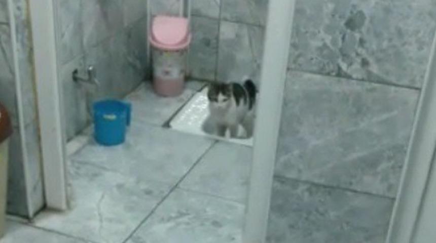 Şaşkına çeviren görüntü! Kedi, insanlar gibi tuvaletini yaptı