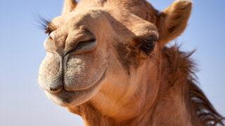 Suudi Arabistan'da develere botoks ve dolgu yapıldı! 43 deve diskalifiye edildi