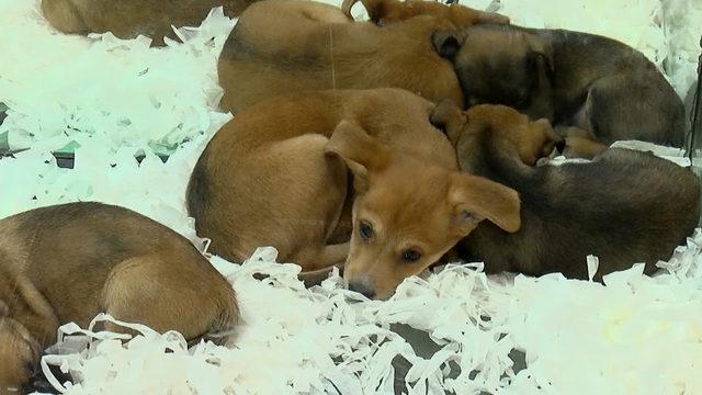 Pet shoplarda hayvan satışı 7 ay sonra sona erecek: Çok büyük bir izdiham olur