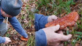 Kilosu 2 bin TL! Ormanda gezerken ölümsüzlük mantarı buldu