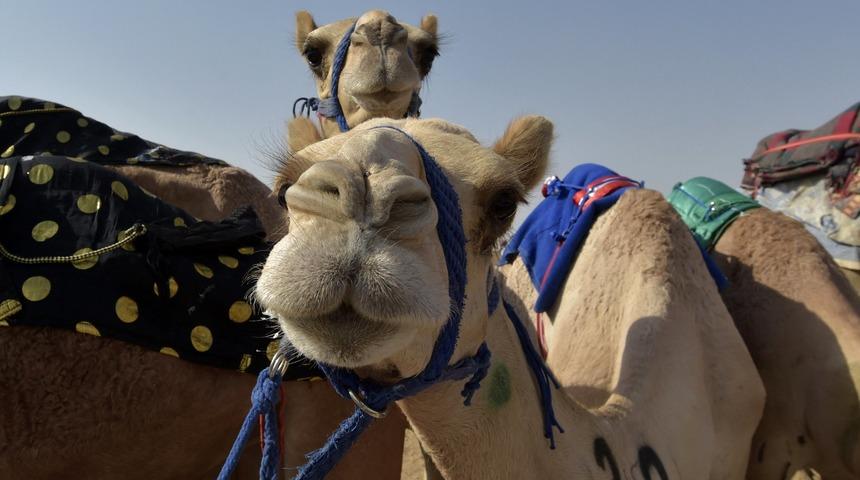 Suudi Arabistan'da deve g&uuml;zellik yarışmasında botokslu ve estetikli hayvanlar diskalifiye edildi