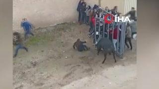 Güreş festivalinde bariyerleri kıran boğa seyircilere saldırdı