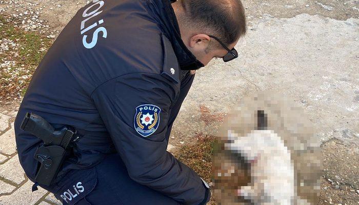 Konya'da vahşet! Kayıp kedilerden biri patileri kesilmiş ve ölü olarak bulundu