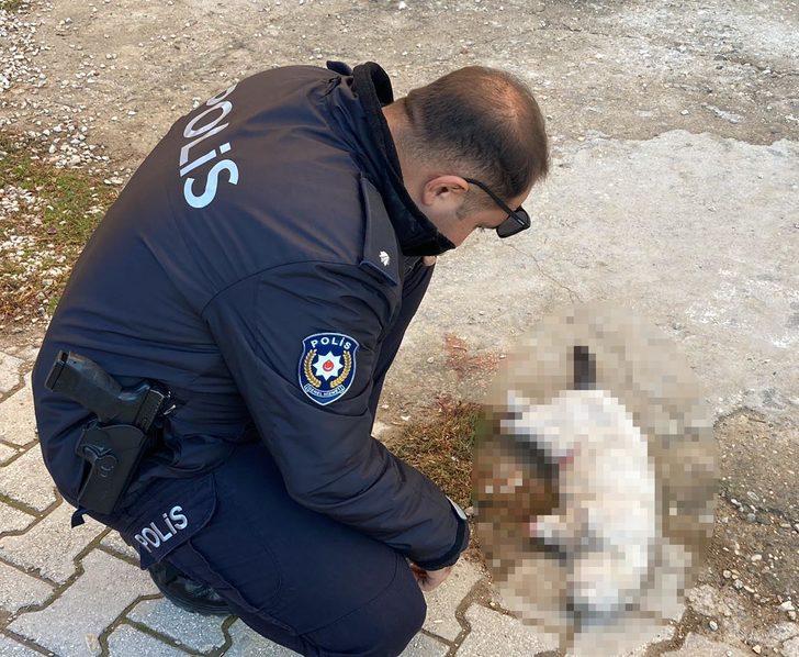 Konya'da vahşet! Kayıp kedilerden biri patileri kesilmiş ve ölü olarak bulundu