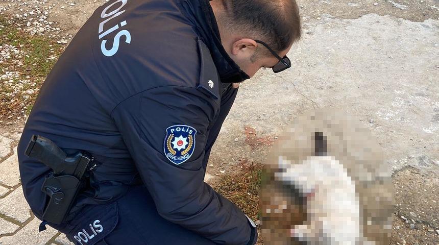Konya'da vahşet! Kayıp kedilerden biri patileri kesilmiş ve ölü olarak bulundu