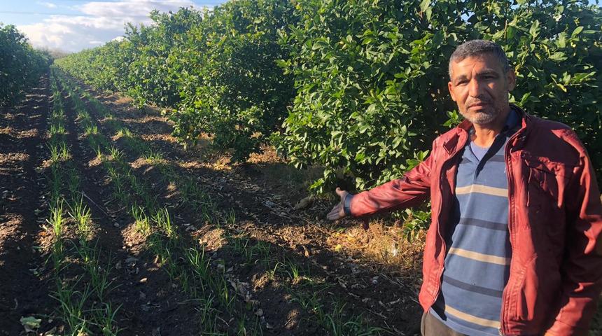 Her ağacın arasına ekti! ''Olmaz'' demişlerdi: 10 ton sarımsak bekliyorum