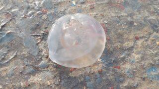 Marmara'yı istila ettiler! Denizanası uyarısı: Kesinlikle dokunmayın