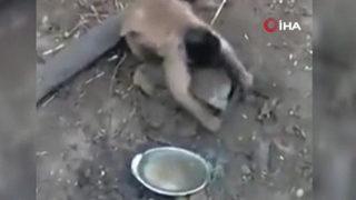 Sosyal medya bu maymunu konuşuyor! Savaşa hazırlık yapıyor gibi