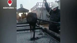 TPAO duyurdu! Mardin’de ağır petrol keşfedildi