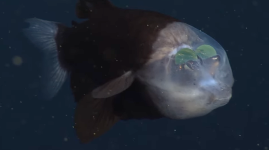 Çok nadir görülüyor! Okyanusun derinliklerinde şaşkına çeviren an