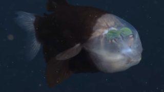 Çok nadir görülüyor! Okyanusun derinliklerinde şaşkına çeviren an